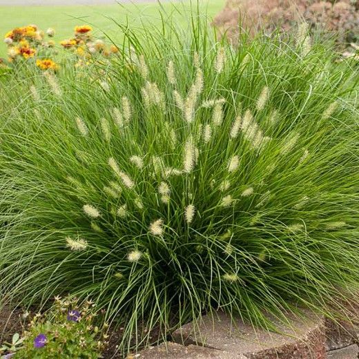 Dense green ornamental grass with fluffy white seed heads in a garden bed
