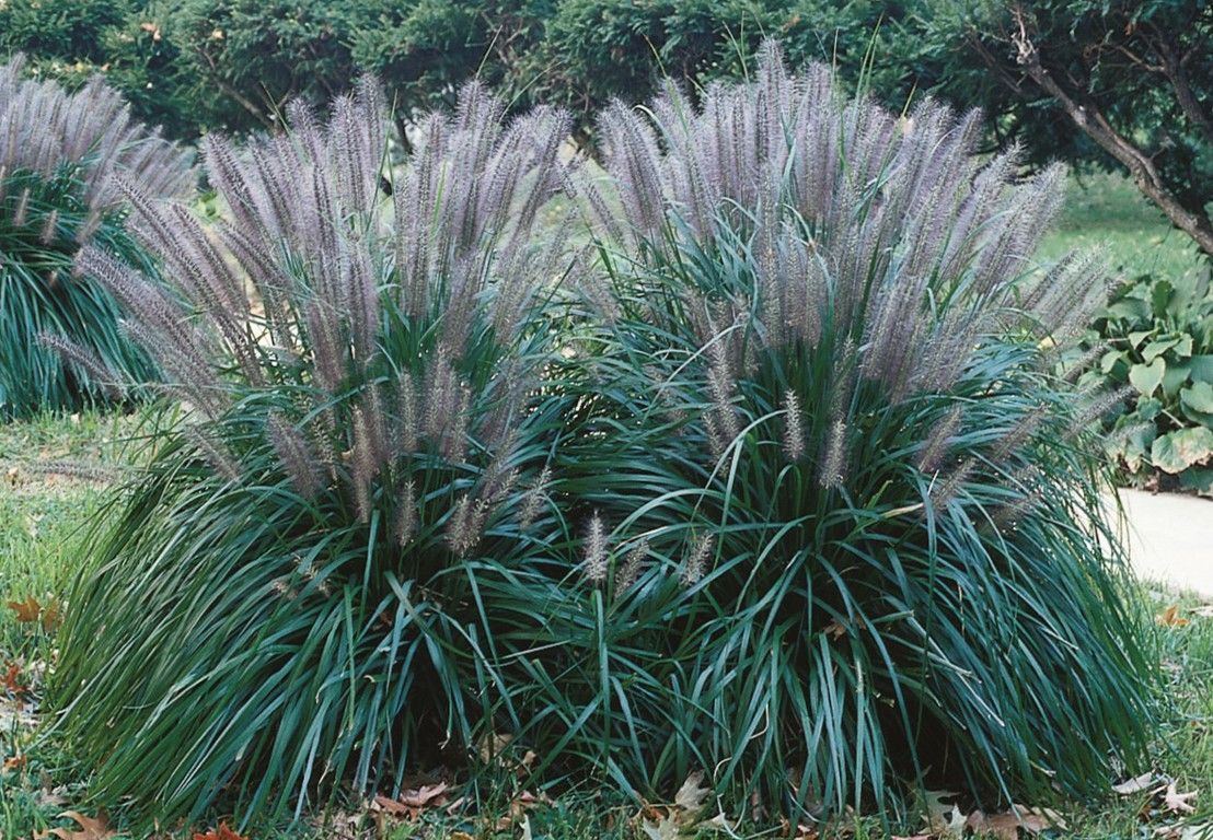 Tuft of green and reddish ornamental grass growing in dry, sandy soil