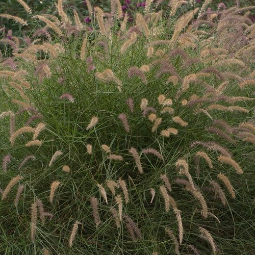 Pink ornamental grass with fluffy plumes in a dense green garden bed