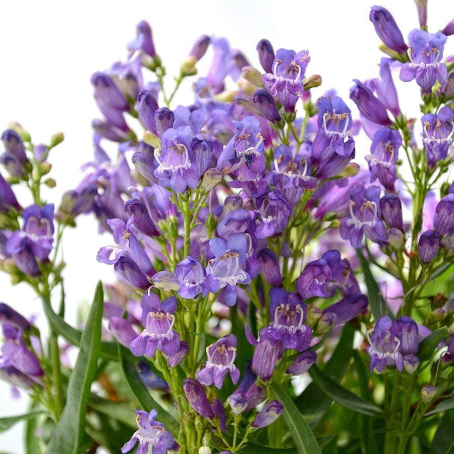 Purple bell-shaped flowers with green stems in a close-up against a white background