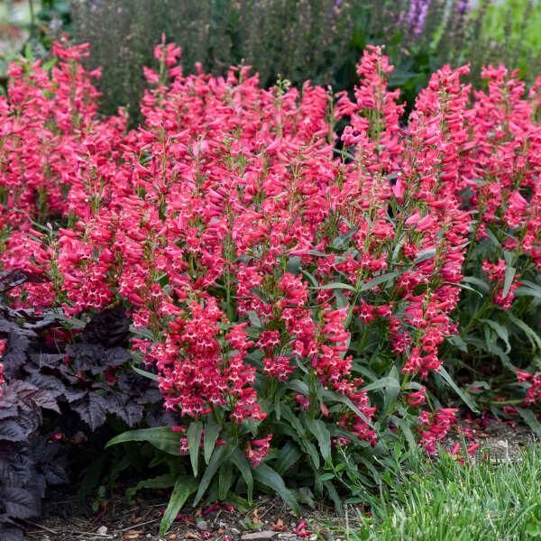 Pink flowering plants in a garden bed with dark foliage and green leaves