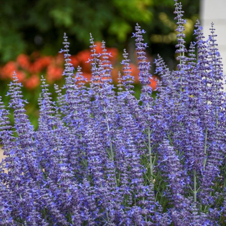 Purple lavender flowers in bloom in a garden with blurred red flowers in the background