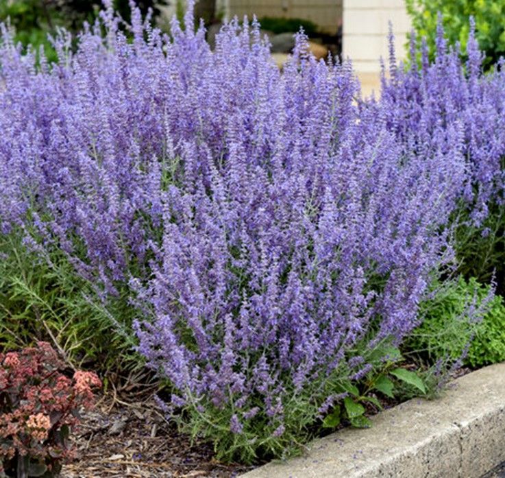 Purple flowering shrubs in a landscaped garden bed beside a concrete curb
