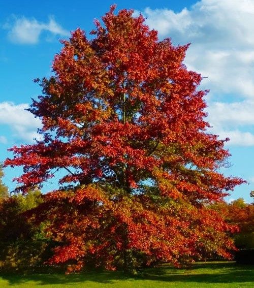 Bright red autumn tree in a grassy field under a blue sky