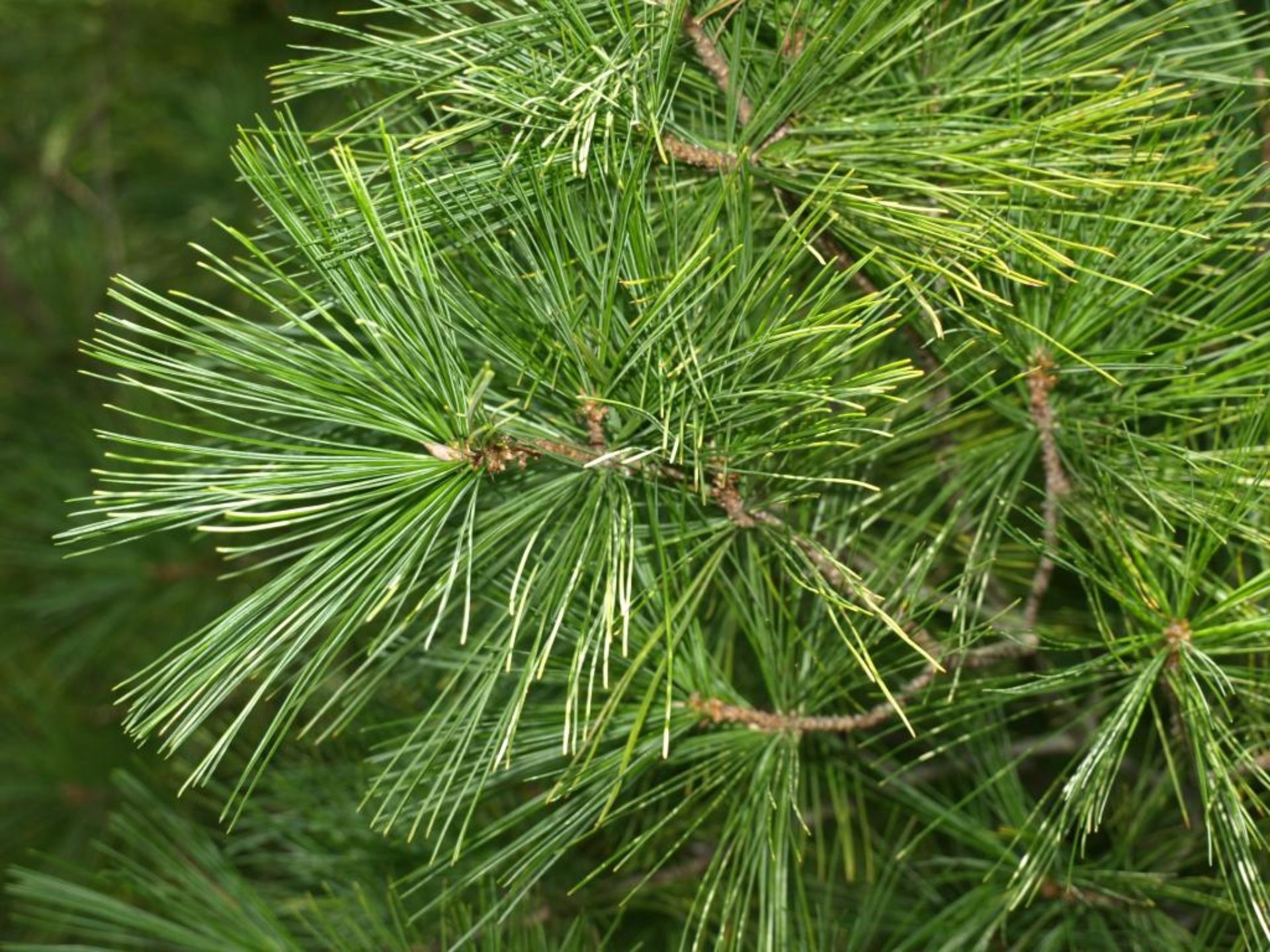 Green pine needles on a tree branch against a blurred forest background