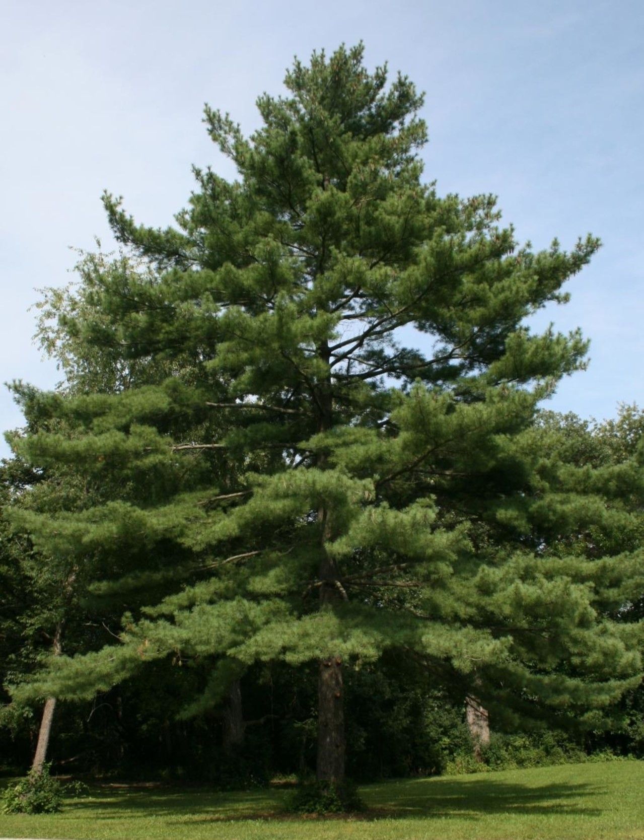 Large green pine tree standing alone on a grassy field under a blue sky