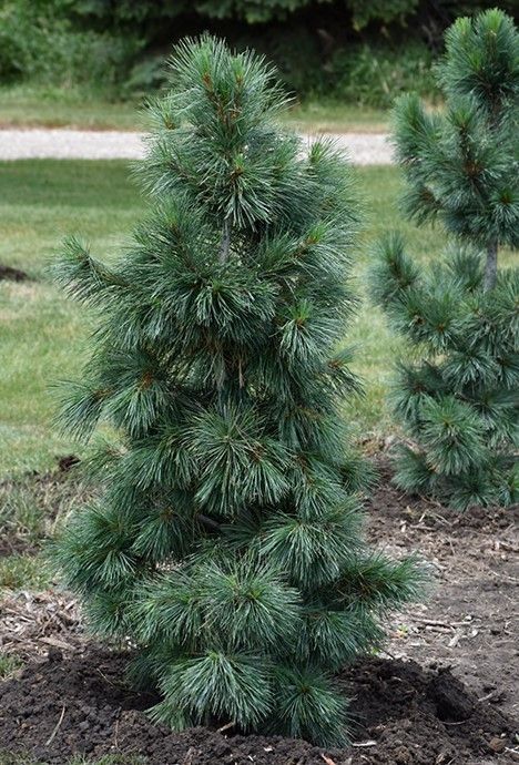 Young pine tree planted in a landscaped garden bed with grass and shrubs in the background