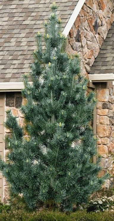 Tall evergreen tree in front of a stone house with a shingled roof.