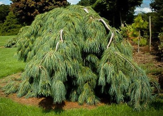 Weeping evergreen tree with long drooping green branches in a garden