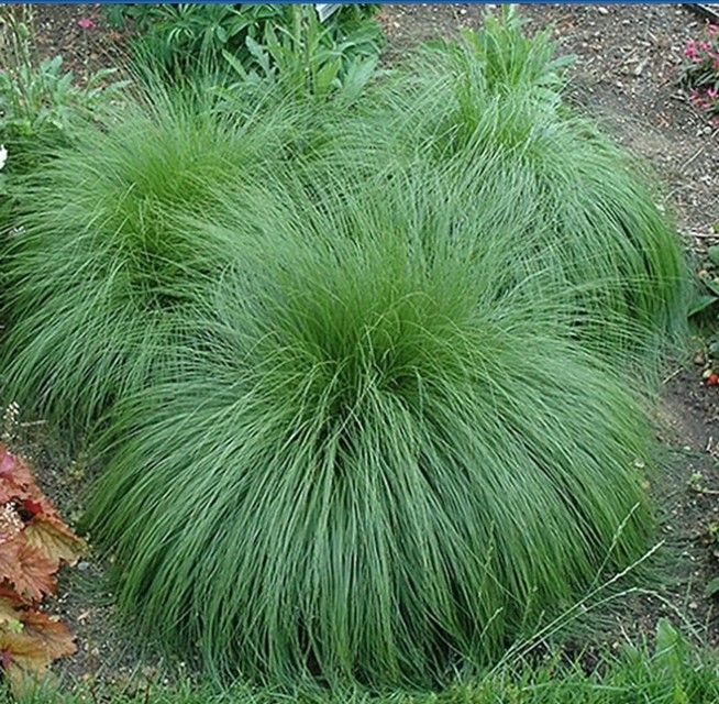 Dense clump of ornamental grass with fine green blades in a garden bed