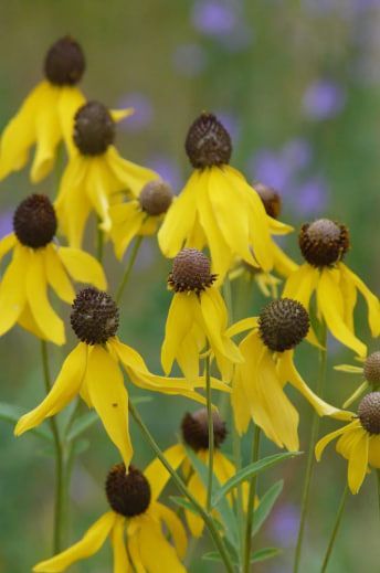 Yellow coneflowers with dark centers blooming in a soft-focus garden setting