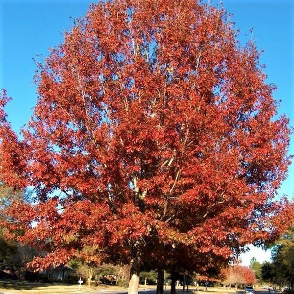 Large tree with bright red autumn leaves standing on a grassy lawn under a blue sky
