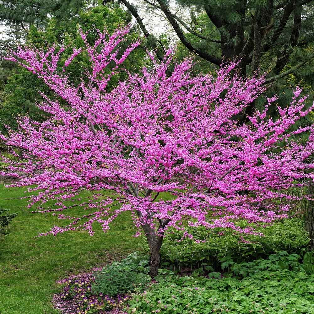 Pink flowering tree in a green garden with arching branches and blossoms