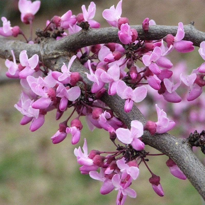 Pink blossoms on a tree branch against a soft blurred background