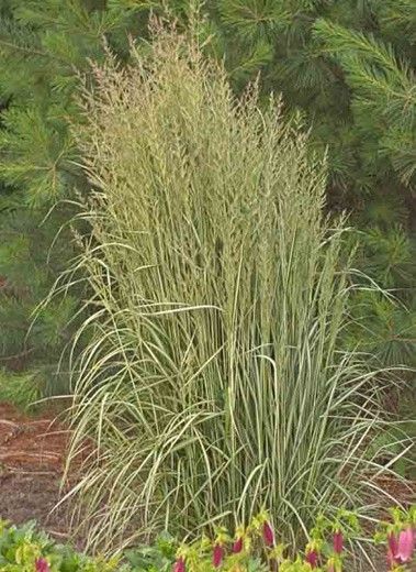 Tall ornamental grass with feathery plumes in a garden, with pink flowers at the base.