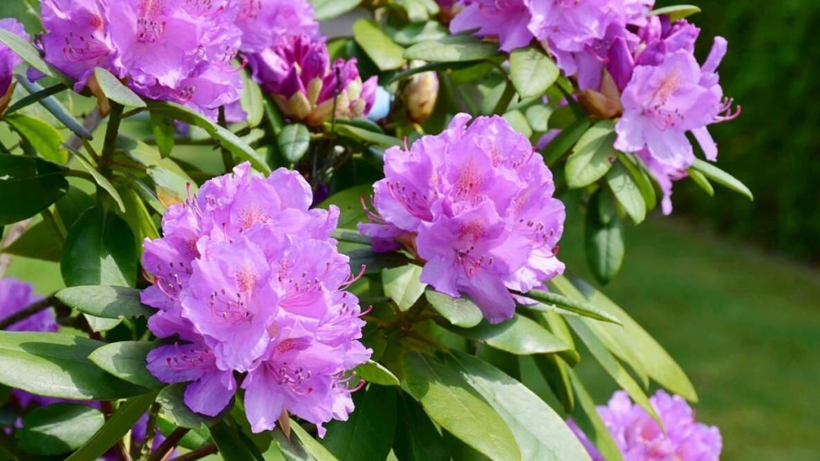 Purple rhododendron flowers with green leaves in a garden scene