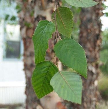 Green leaves on a tree branch against a blurred bark background