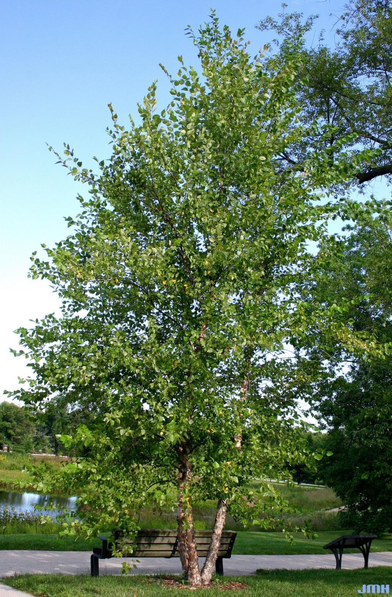 Green leafy tree in a park beside a path, with a bench and blue sky in the background