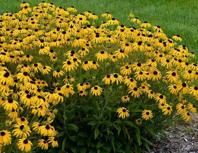 Cluster of yellow daisies with dark centers blooming in a green garden bed
