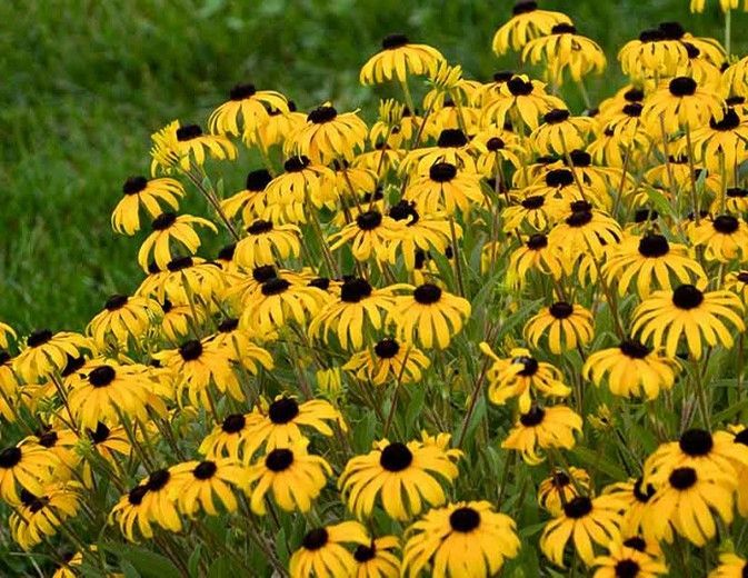 Yellow black-eyed Susan flowers filling a garden bed against a green background