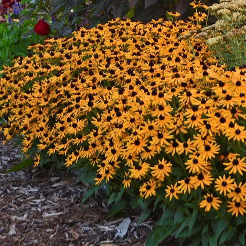 Dense bed of yellow-black coneflowers beside a garden path, with a red flower in the background