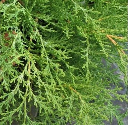 Close-up of lush green evergreen branches with feathery leaves hanging over a stone surface
