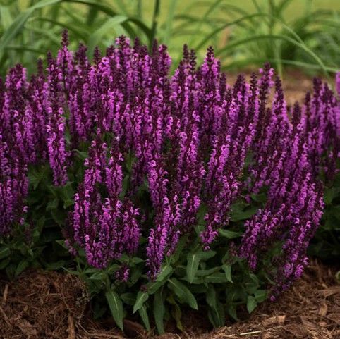 Dense cluster of purple flowering spikes in a garden bed with green foliage and mulch