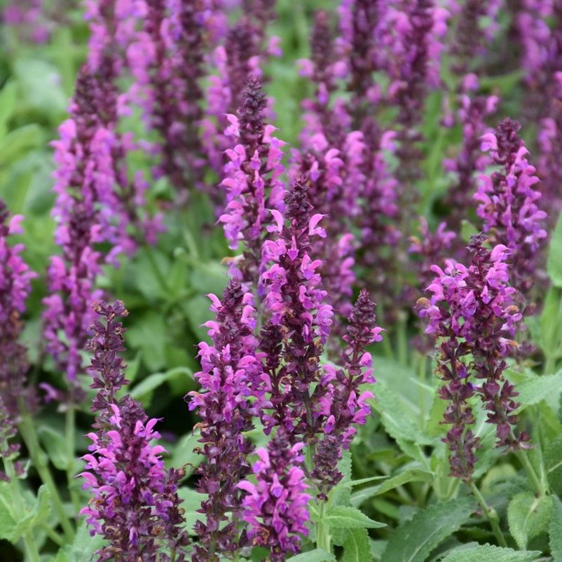 Purple salvia flowers blooming in a green garden bed