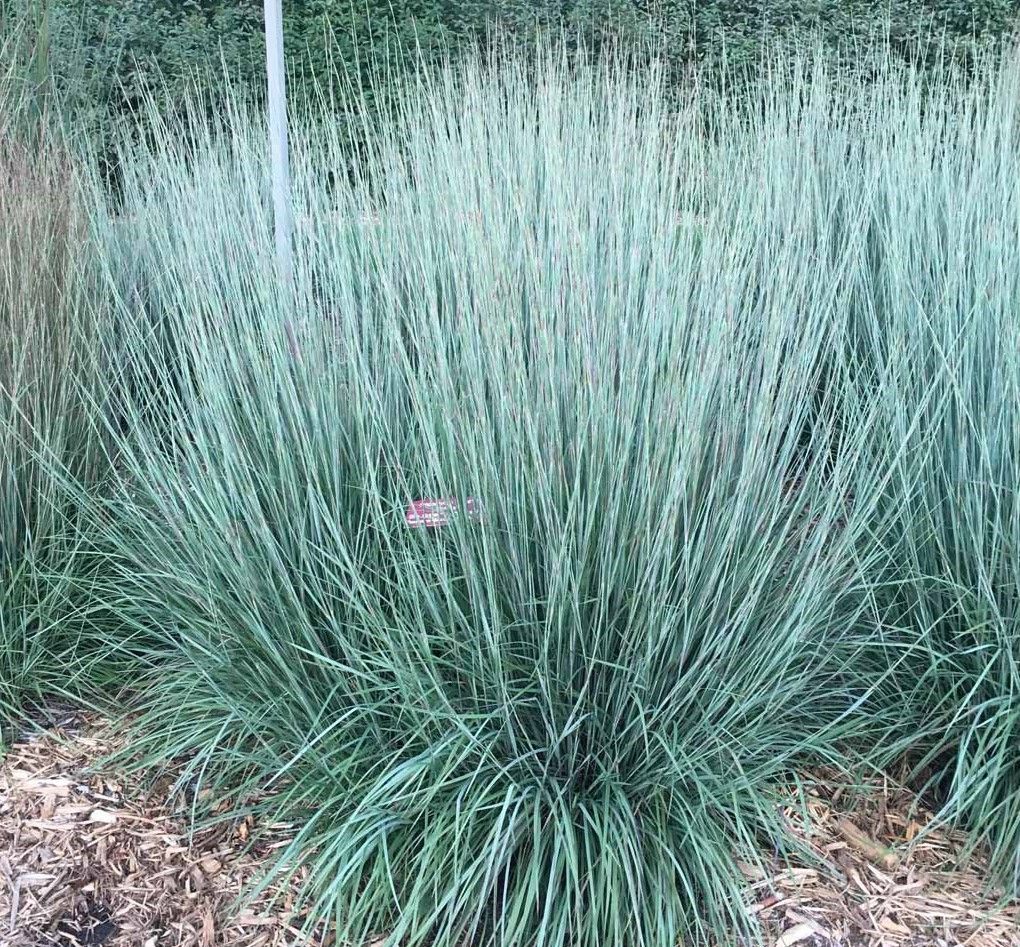 Dense blue-green ornamental grass in a garden bed, with a small pink flower near the center.