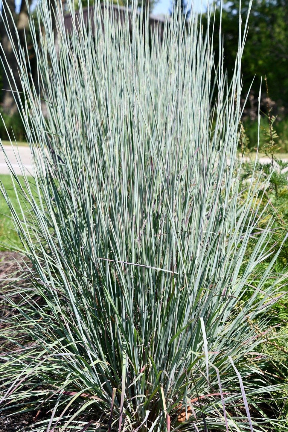 Tall blue-gray ornamental grass clump in a sunny garden bed