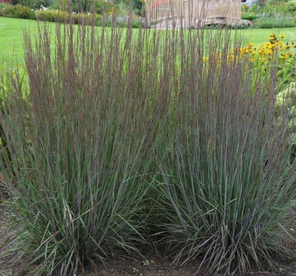 Tall clump of green-gray ornamental grass in a garden, with yellow flowers in the background