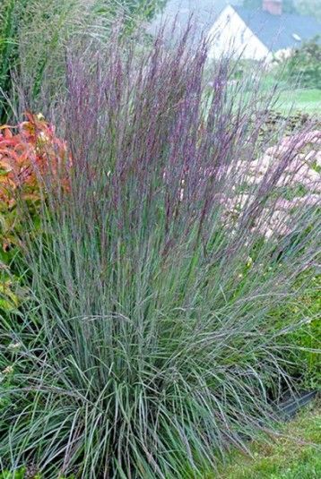 Tall purple ornamental grass in a garden bed with green foliage and orange flowers in the background