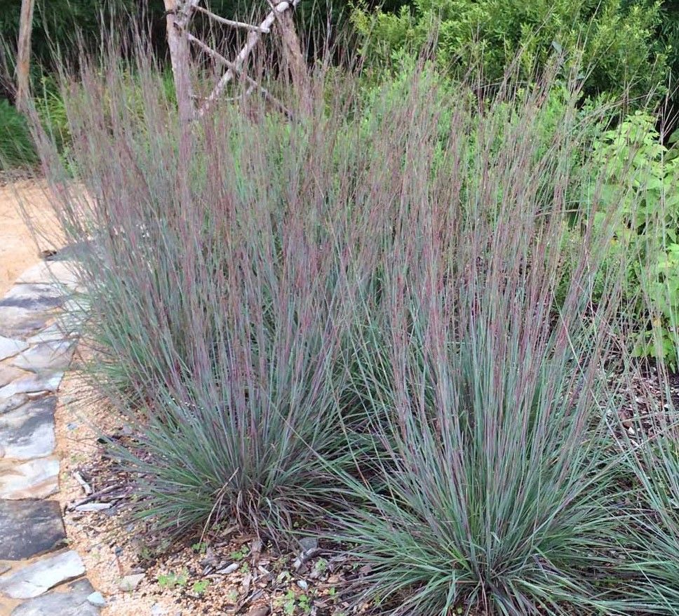 Blue-green ornamental grass growing in a garden bed with bare soil and flowers in the background