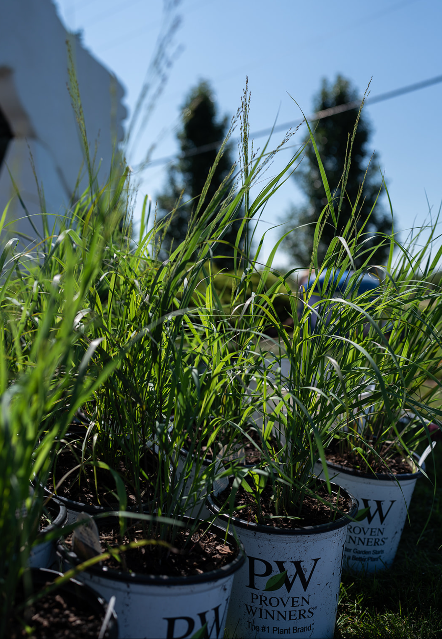 Potted green grass plants in a nursery, lit by sunlight with a building in the background