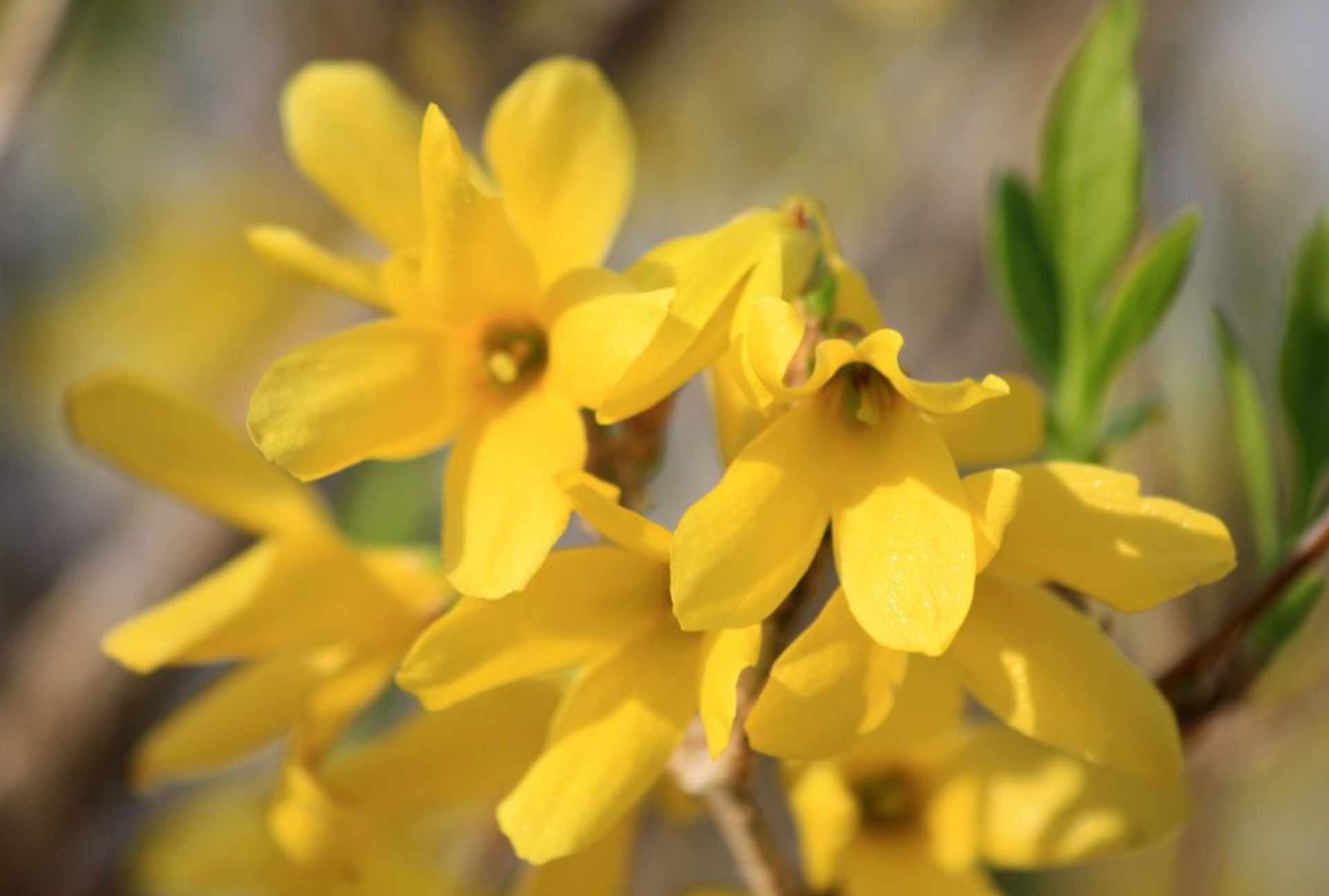 Yellow flowers blooming outdoors with green stems and a blurred background