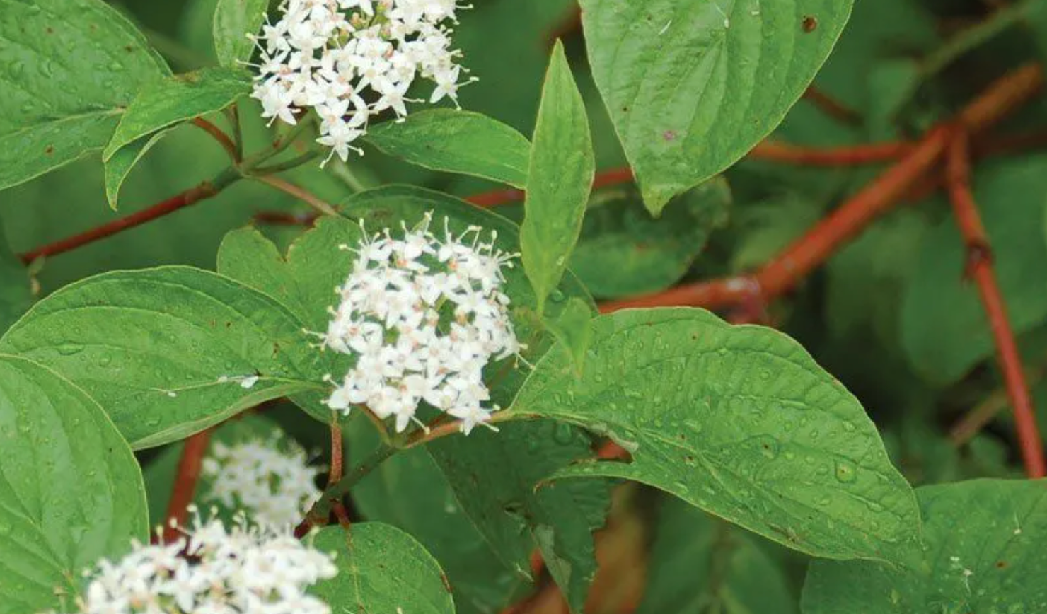 White wildflowers among green leaves on a leafy plant