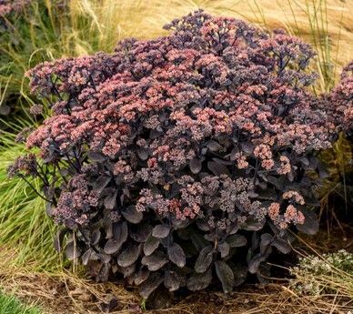 Dark purple ornamental shrub with dense pink flower clusters in a grassy garden bed
