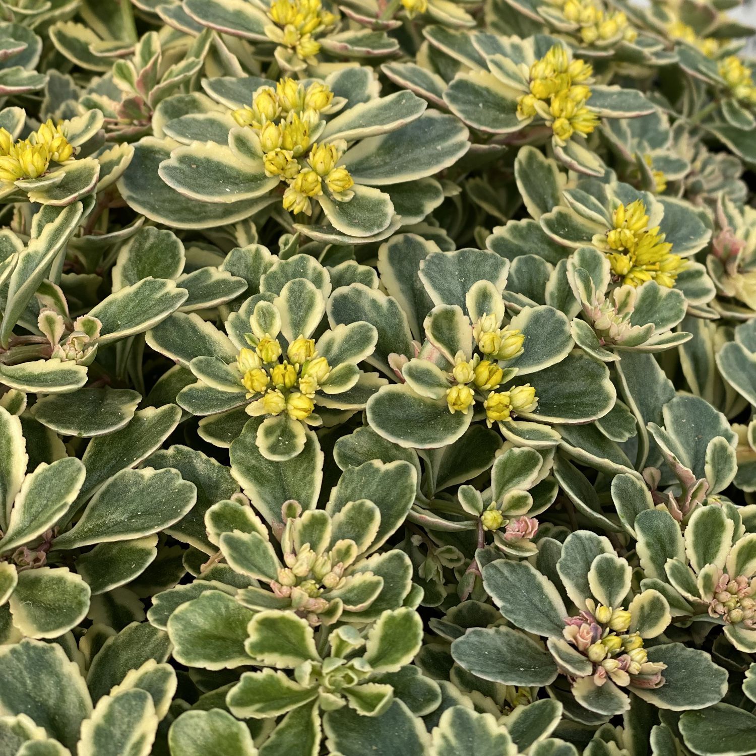 Variegated green-and-cream groundcover with small yellow flower clusters