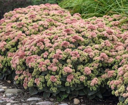 Pink flowering shrubs in a garden bed with green foliage and stone edging