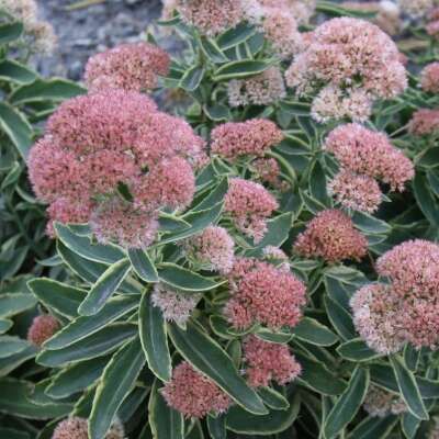 Pink flower clusters with variegated green-and-cream leaves in a garden setting