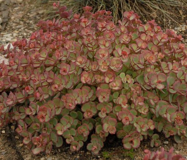 Dense cluster of small green and red succulent leaves in a garden