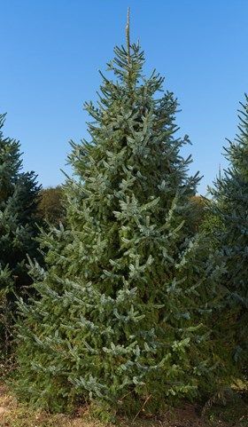 Tall evergreen tree with dense green-blue foliage against a clear blue sky