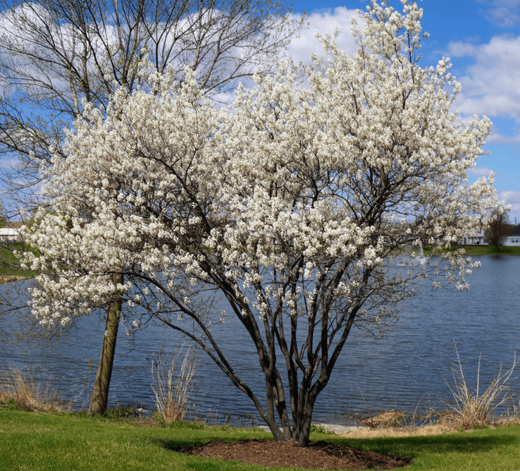 White flowering tree by a calm lake under a blue sky, with grass in the foreground