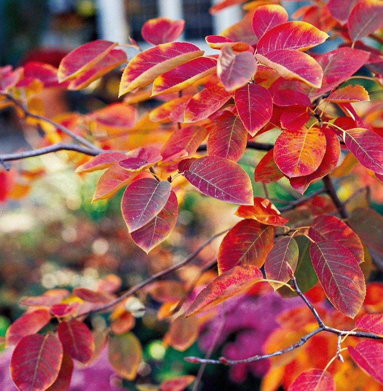 Close-up of vibrant red and orange autumn leaves on a tree branch