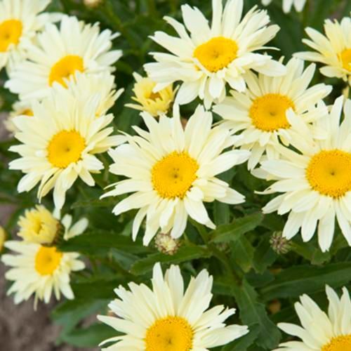 Cluster of white daisies with yellow centers in green foliage