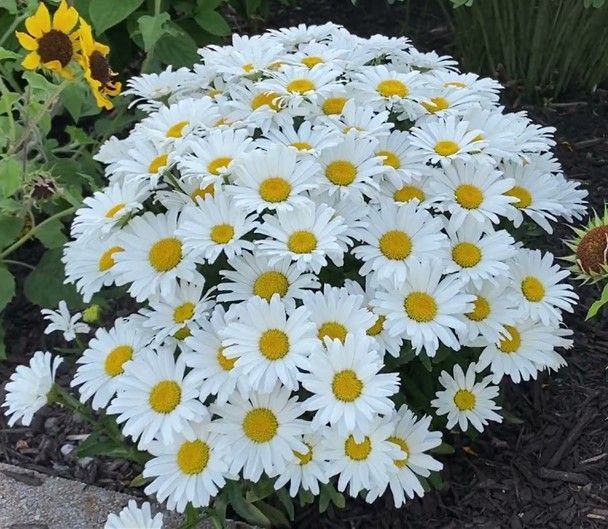 Cluster of white daisies with yellow centers blooming in a garden bed
