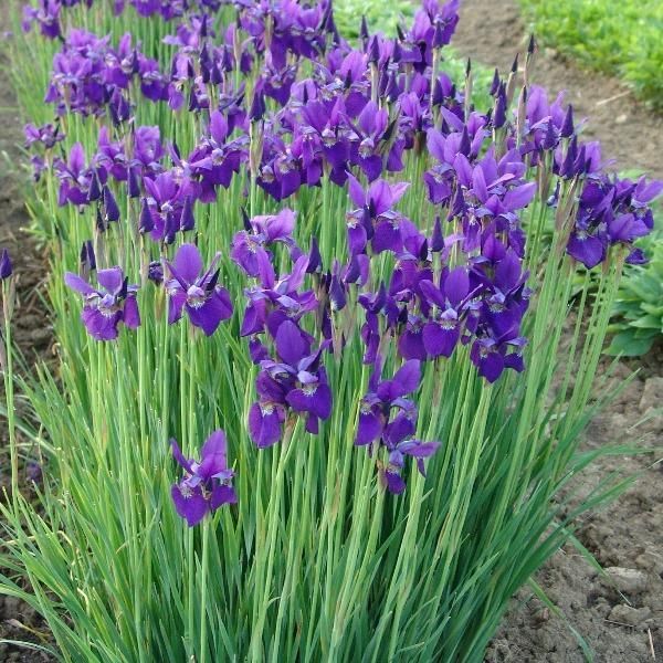 Purple iris flowers blooming in a garden bed with tall green leaves