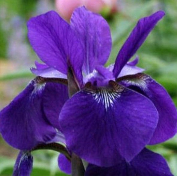 Close-up of a purple iris flower in bloom with blurred green background