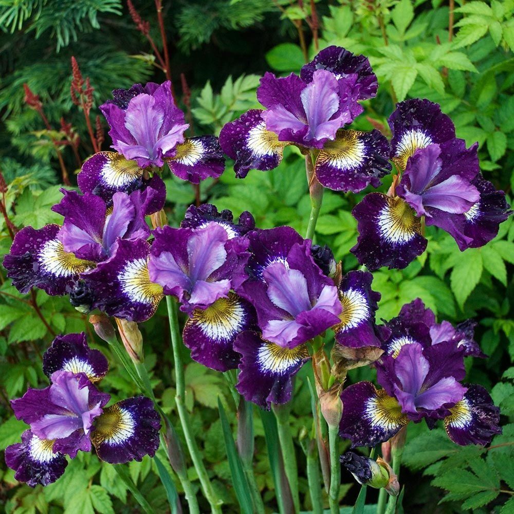 Purple and white flowers blooming against green foliage
