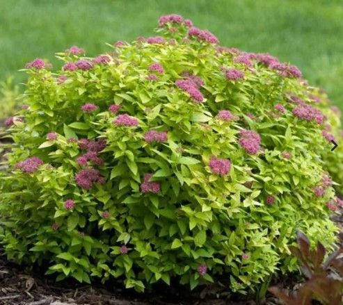 Round green shrub with clusters of small pink flowers in a garden bed